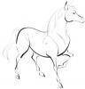 Taranaki Horse & Pony All Breeds Show