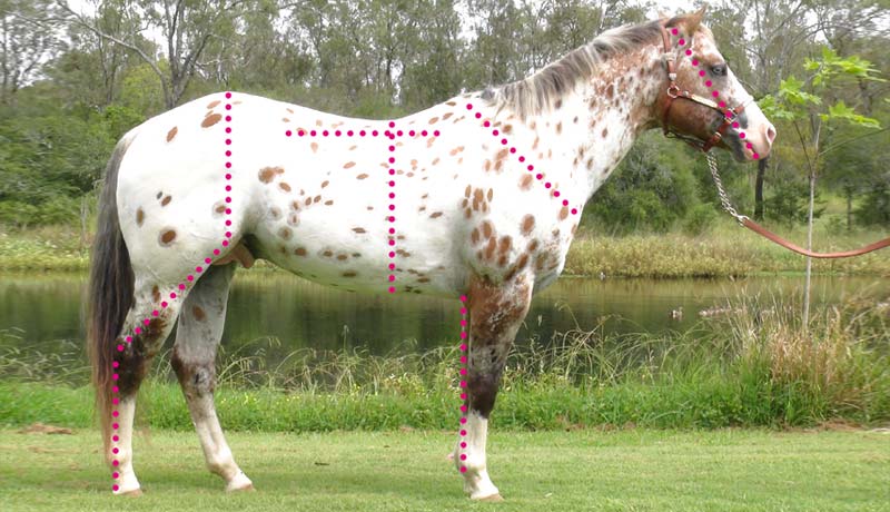 Evaluating the conformation of the Sportaloosa