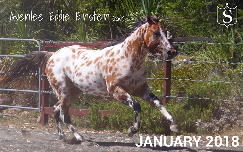Mr January 2018 - Avenlee Eddie Einstein