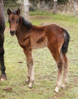 Geralee filly