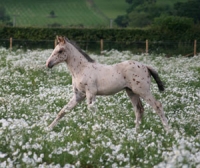 Winner - spotted foal
