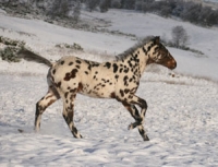 Runner-up - spotted foal