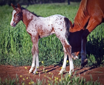 Filly by Lori's Flashpoint Af Lyn